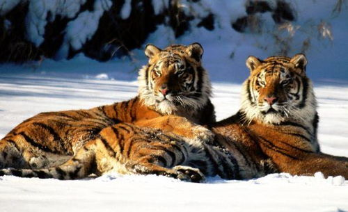 有没有适合属虎男孩的、带有雅字根的虎型字名字推荐？