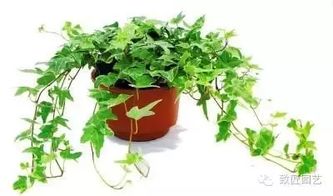 三、 依据季节变化进行植物配置的策略建议