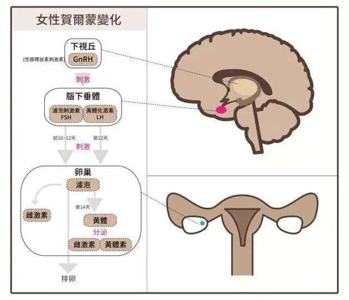 垂体与下丘脑：协调失灵