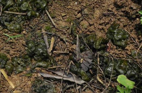 学渣の自我安慰