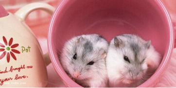 鼠与鼠配婚姻是否相宜，其好坏关系如何？