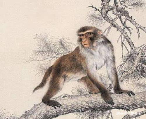 2026年属猴桃花运中，属猴的人桃花贵人是谁？