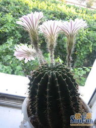 家居风水仙人球摆放位置有哪些讲究？