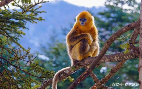 属猴（金）五行色推荐，今日穿衣五行改如何搭配？