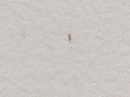 周工梦见家里墙壁上大量小虫子被赶走，这是不是预示着什么好事发生呢？