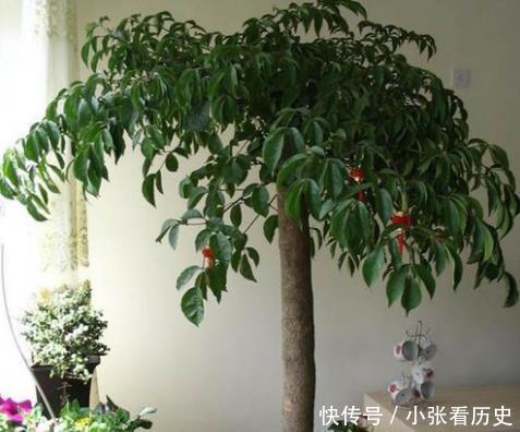 （三）摇钱树——寓意财运亨通之象征性摆设