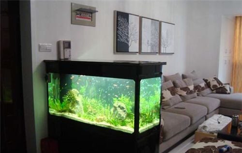 4. 鱼缸养鱼：风水鱼的数目与颜色玄机