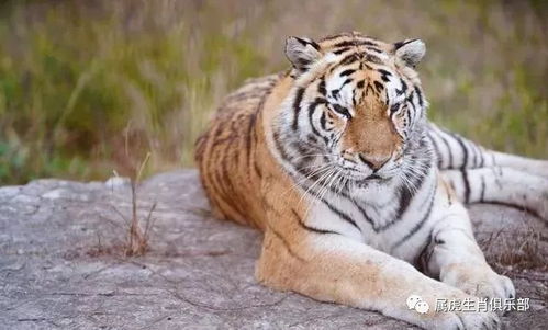 属虎狮子座2026年六月运势和11-12月运势具体内容是什么？