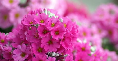 一、花琼——从《笔离手》里蹦出来的碎片