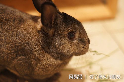 属兔人选择哪个吉日安葬通姓先人最为适宜？