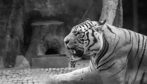 一、  壬寅年岁首的时空场域与虎命运势的宏观审视