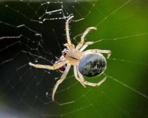 梦见蜘蛛爬身上甩不掉是什么不祥之兆？