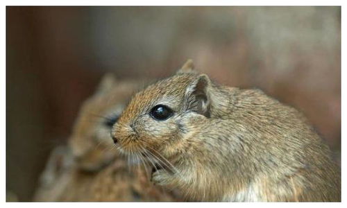 生肖鼠的时代背景与天干地支纪年