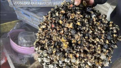 一、 家养田螺的潜在风险：多维度的挑战