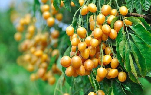 龙眼果树风水讲究有哪些，对家居环境好吗？