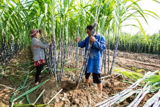 二、  蚕房选址与风水环境之空间布局