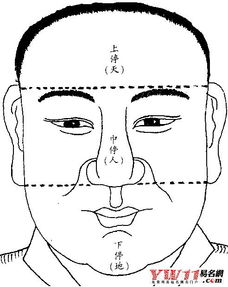 3. 额头较高较宽：智慧基因的外在映射