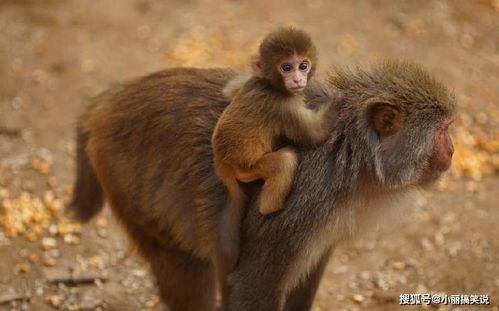 那些乱七八糟的动物们