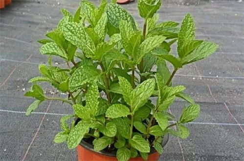 露水草=要啪啪啪？精虫上脑了吧！