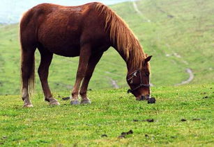 属马人的安康手机尾号具体是多少？有没有什么规律可循？