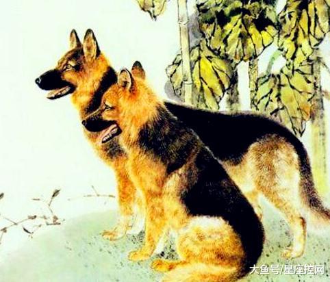 狗女：默默付出的守护者