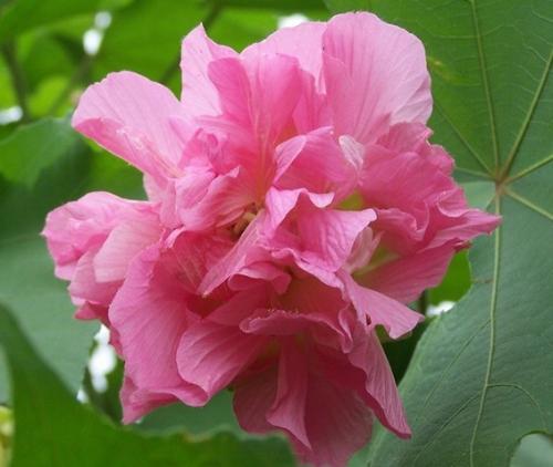 芙蓉出水是哪个生肖的象征？