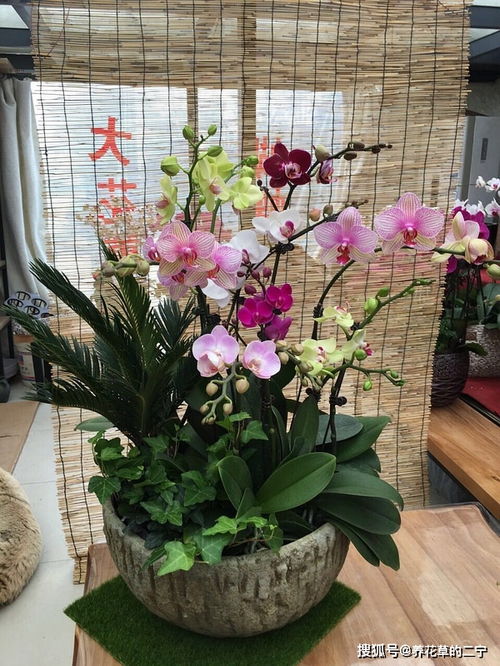 蝴蝶兰摆放在客厅，有哪些风水讲究和摆放禁忌需要注意呢？