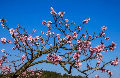 应春树风水栽种的最佳位置是哪里？