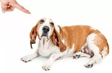 一、 犬类习性溯源：自然选择与人工驯化的双重影响