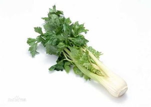 啊！深夜惊现欧芹西芹大暴走！这破梦到底几个意思？