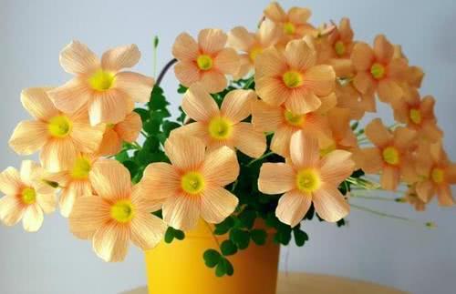 2026年超级禁忌日历