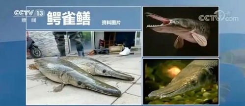 二、 文化底蕴解读：国殇象征与社会周边环境隐喻
