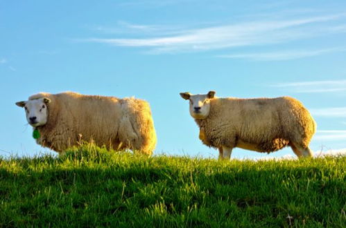 二、 忠信为本：属狗者在冬季运势中之独特优势