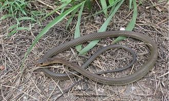 坟墓附近有蛇或蛇出现在坟墓是否为好风水？