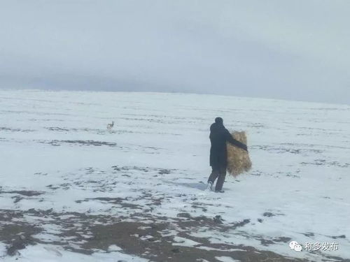 忠诚与勇敢：生存策略中的德行光辉