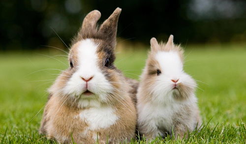 属兔人2026年官运如何，具体运势怎样？