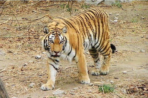 1986年属虎女性在2026年会遇到怎样的运势呢？