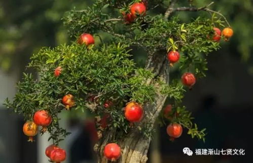 石榴树结满果实预示着什么吉兆？