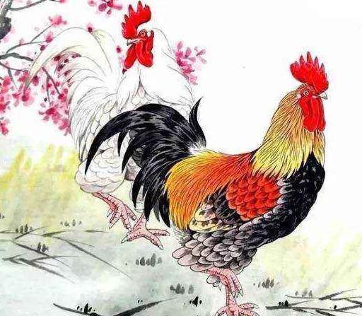 三、 鸡生肖之身形维护机制及行为逻辑解析
