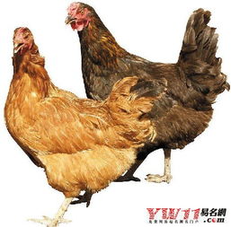 6．看见母鸡进入屋内——家宅财运亨通
