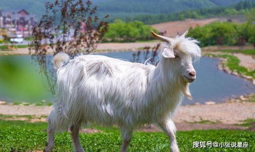 1967年属羊天上火命女性财运如何，预示着怎样的财富运势？