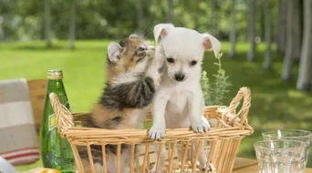 为什么狗猫风水不合养哪一种宠物更招好运？