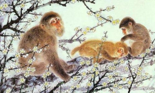 八月猴：善良过头反被坑