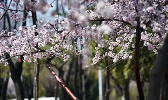 春季：桃花盛开而阳气复苏之际
