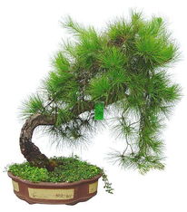 4. 香草及食用类——薄荷、 罗勒、迷迭香及柑橘类水果树等