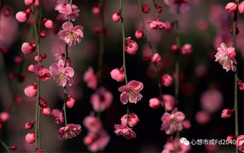 算命说我遇到桃花运，这是什么意思呢？