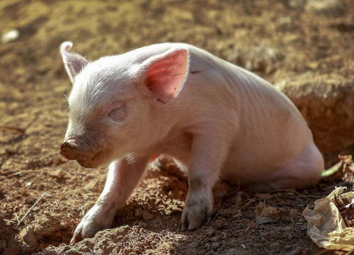 一、 猪猪人的五行属性大杂烩