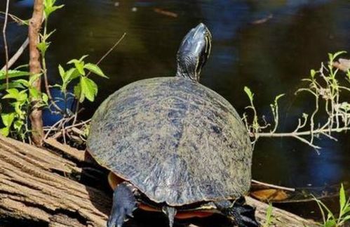 风水养甲鱼有何益处？甲鱼盖能否避邪挡风？