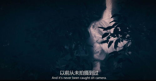 夜较深人静，真实相显现
