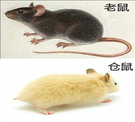 家中老鼠横行，吉凶如何？老鼠光顾，家居吉凶如何判断？